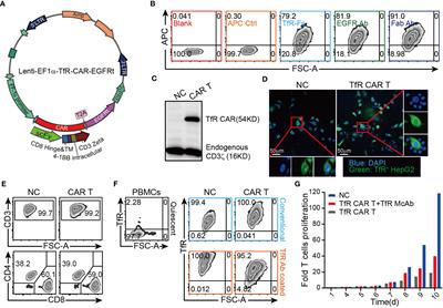 Frontiers | The Transferrin Receptor-Directed CAR for the Therapy 